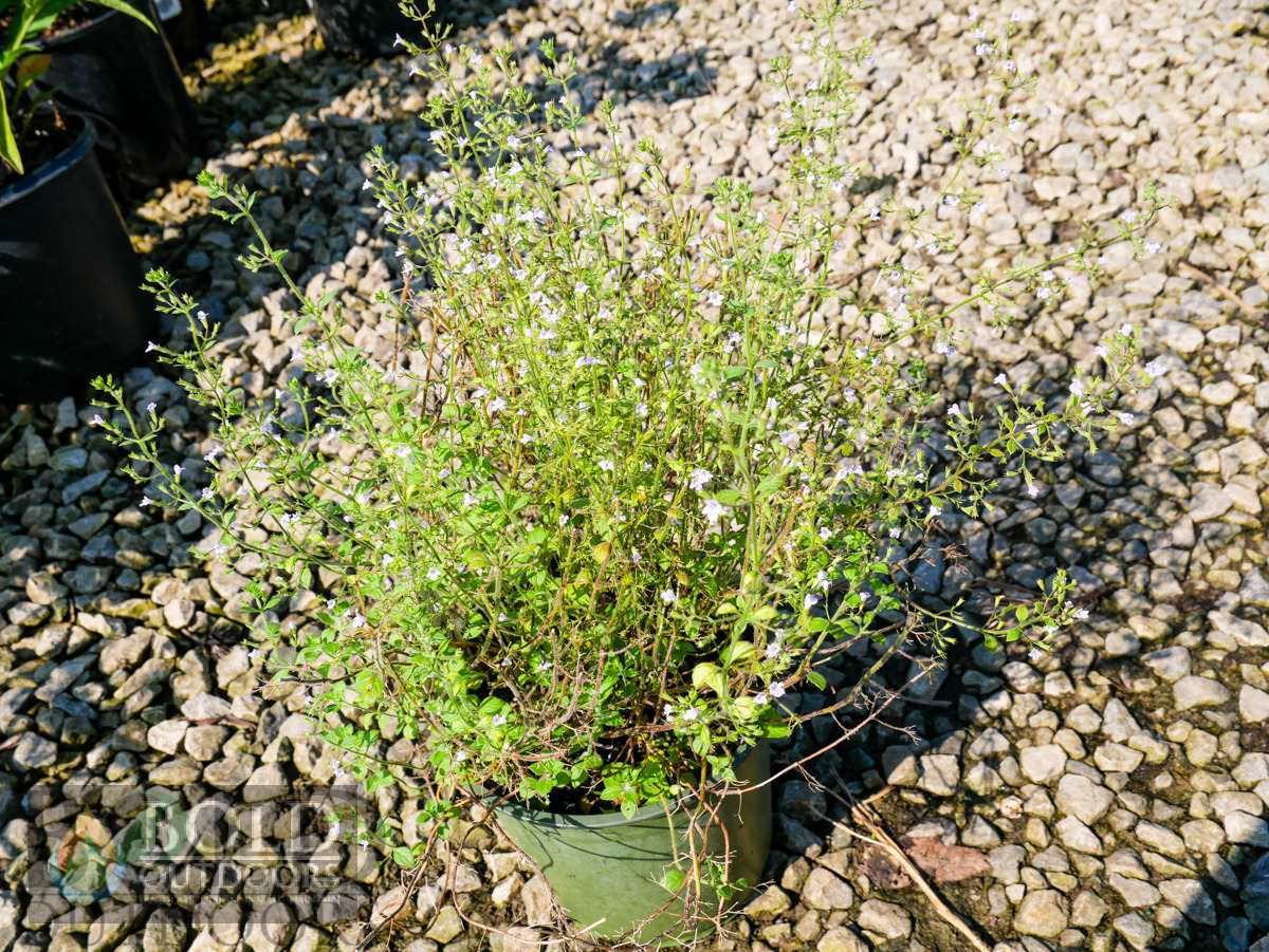 Blue Cloud Calamint