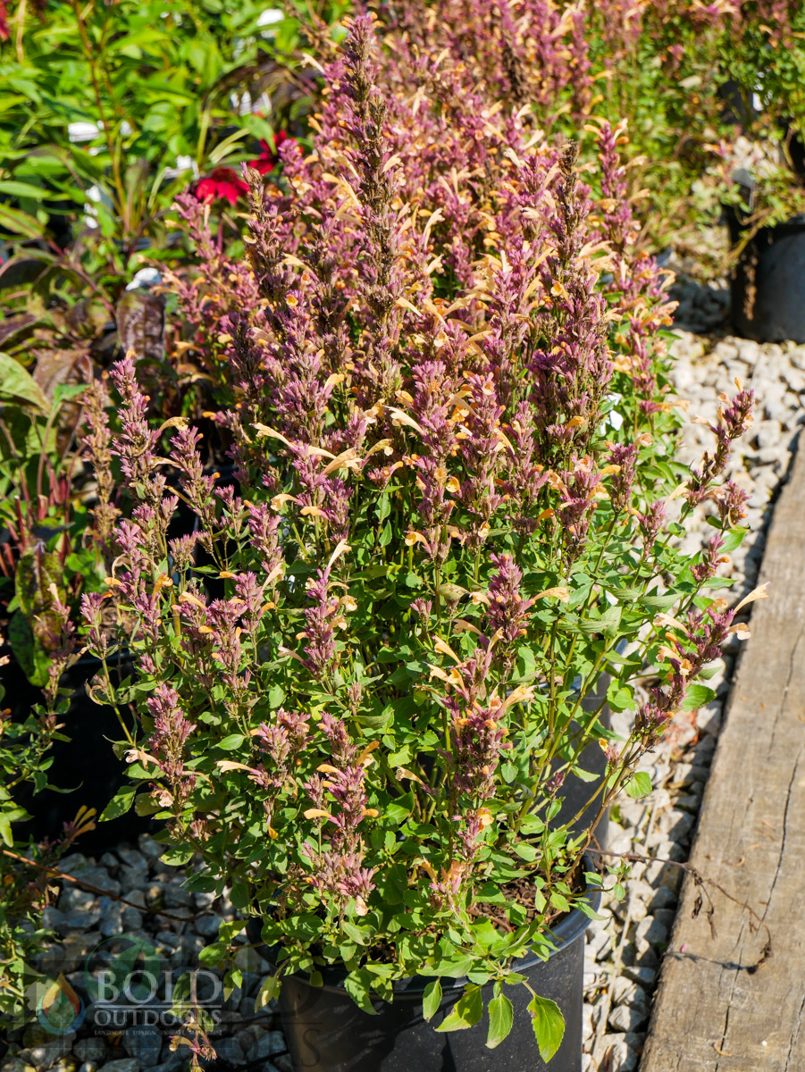 Peachie Keen Hyssop