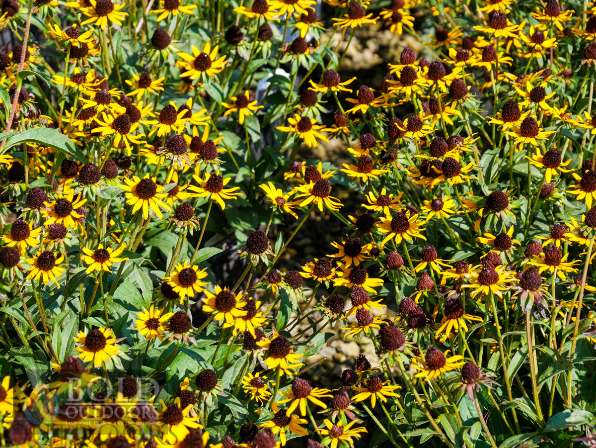 Little Goldstar Black-Eyed Susan