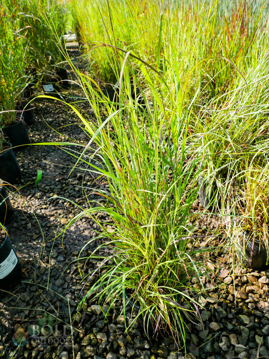 Twilight Little Bluestem