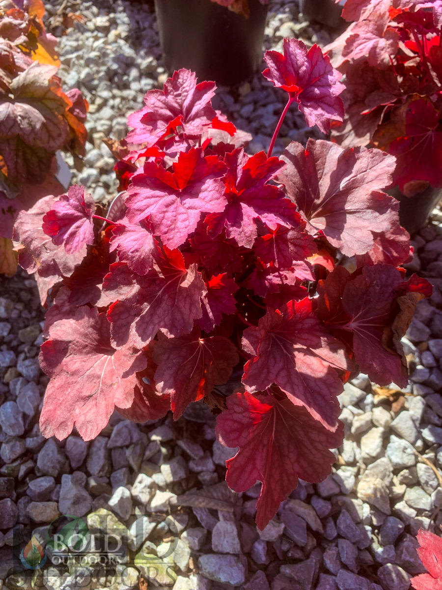 Carnival Watermelon Coralbells