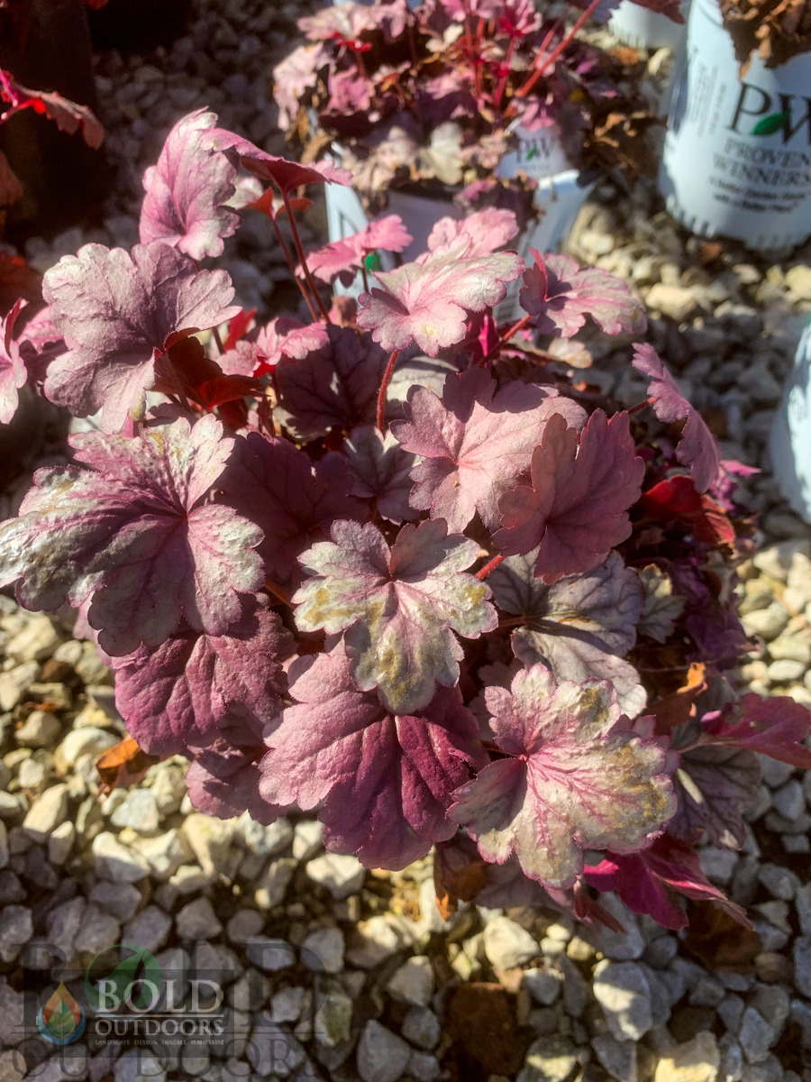 Dolce Gumdrop Coralbells