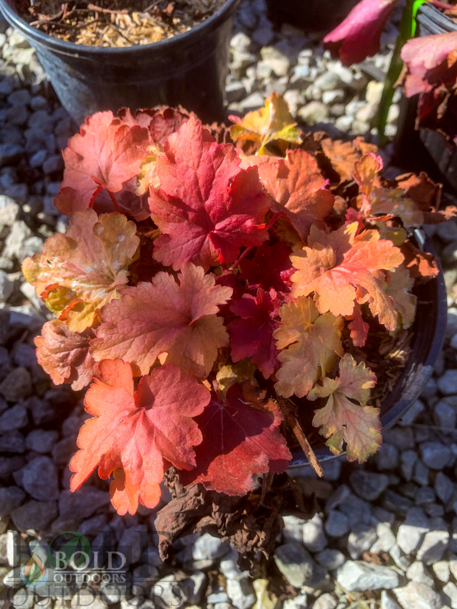 Fire Alarm Coralbells