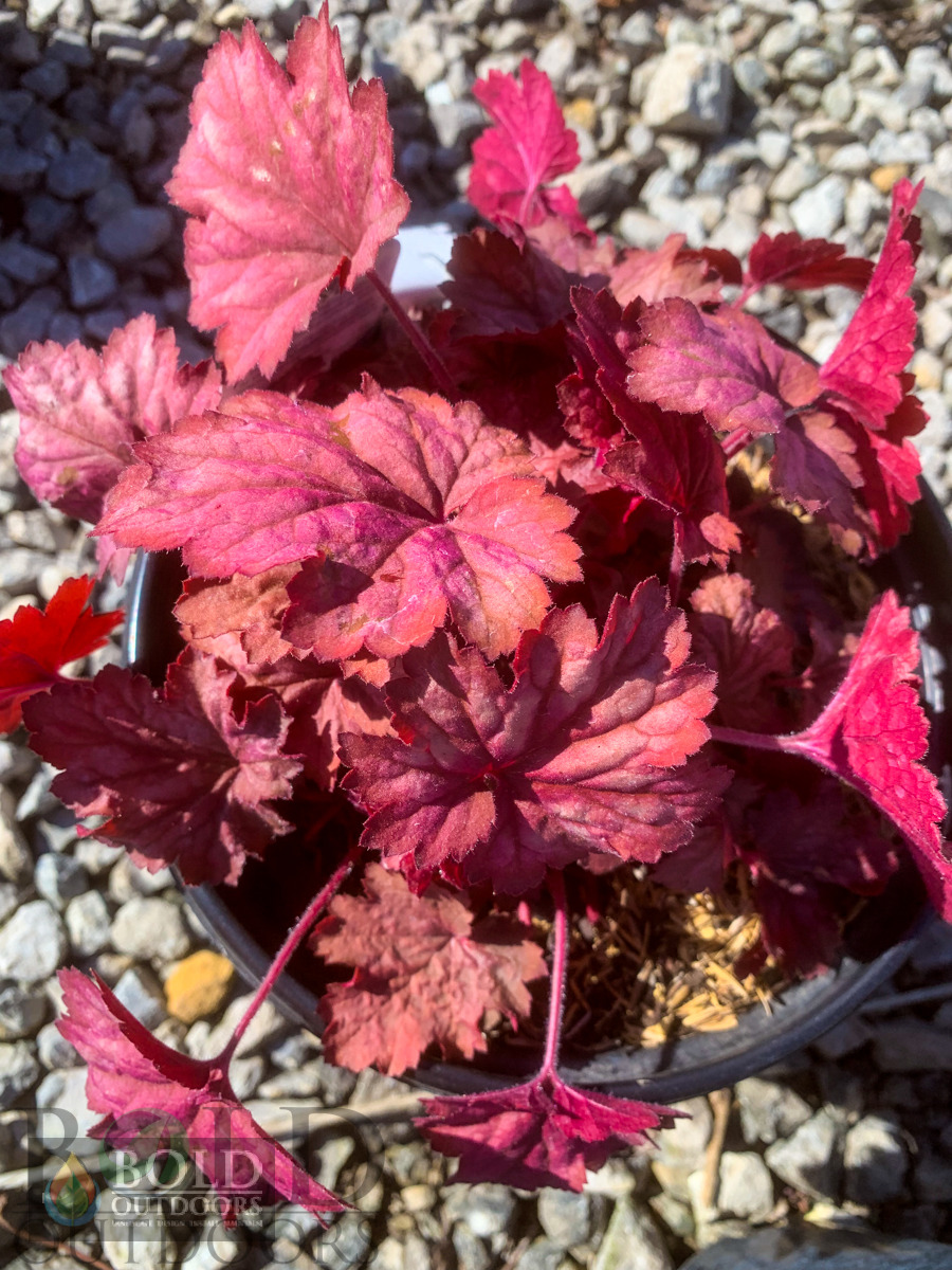 Georgia Peach Coralbells