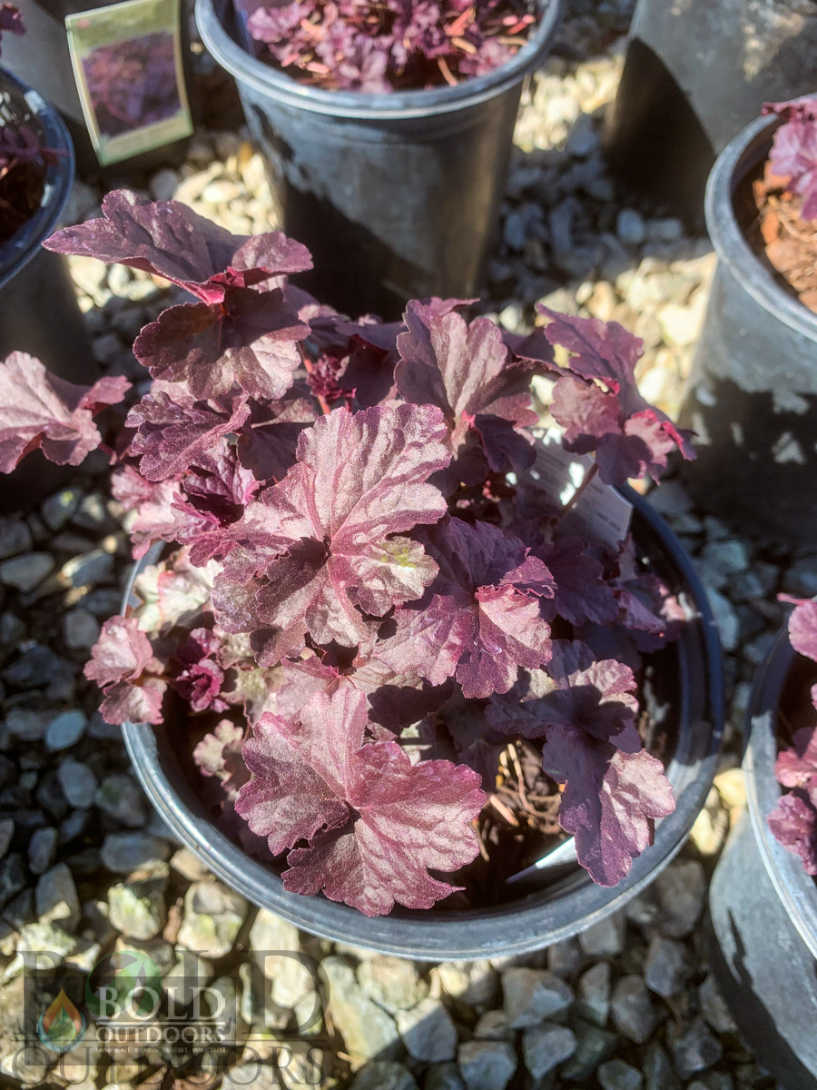 Obsidian Coralbells