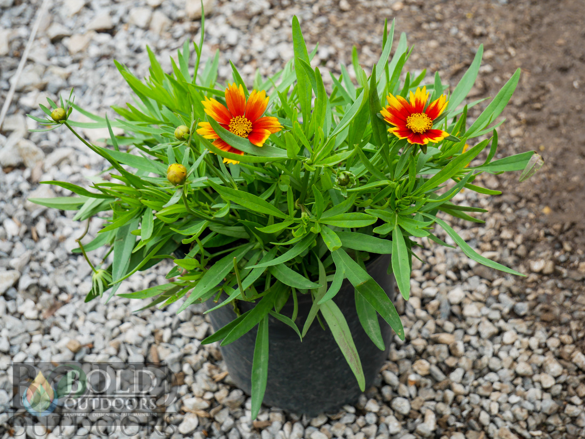 Lil Bang Daybreak Coreopsis