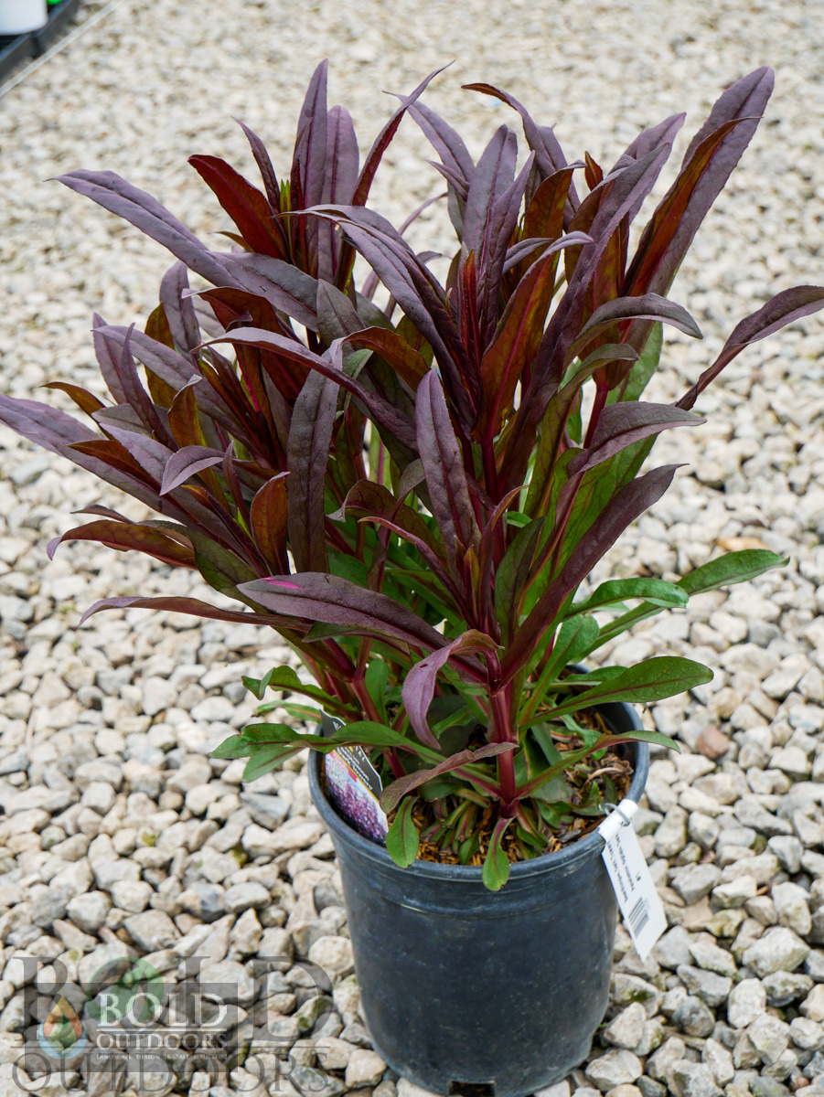 Dark Towers Penstemon