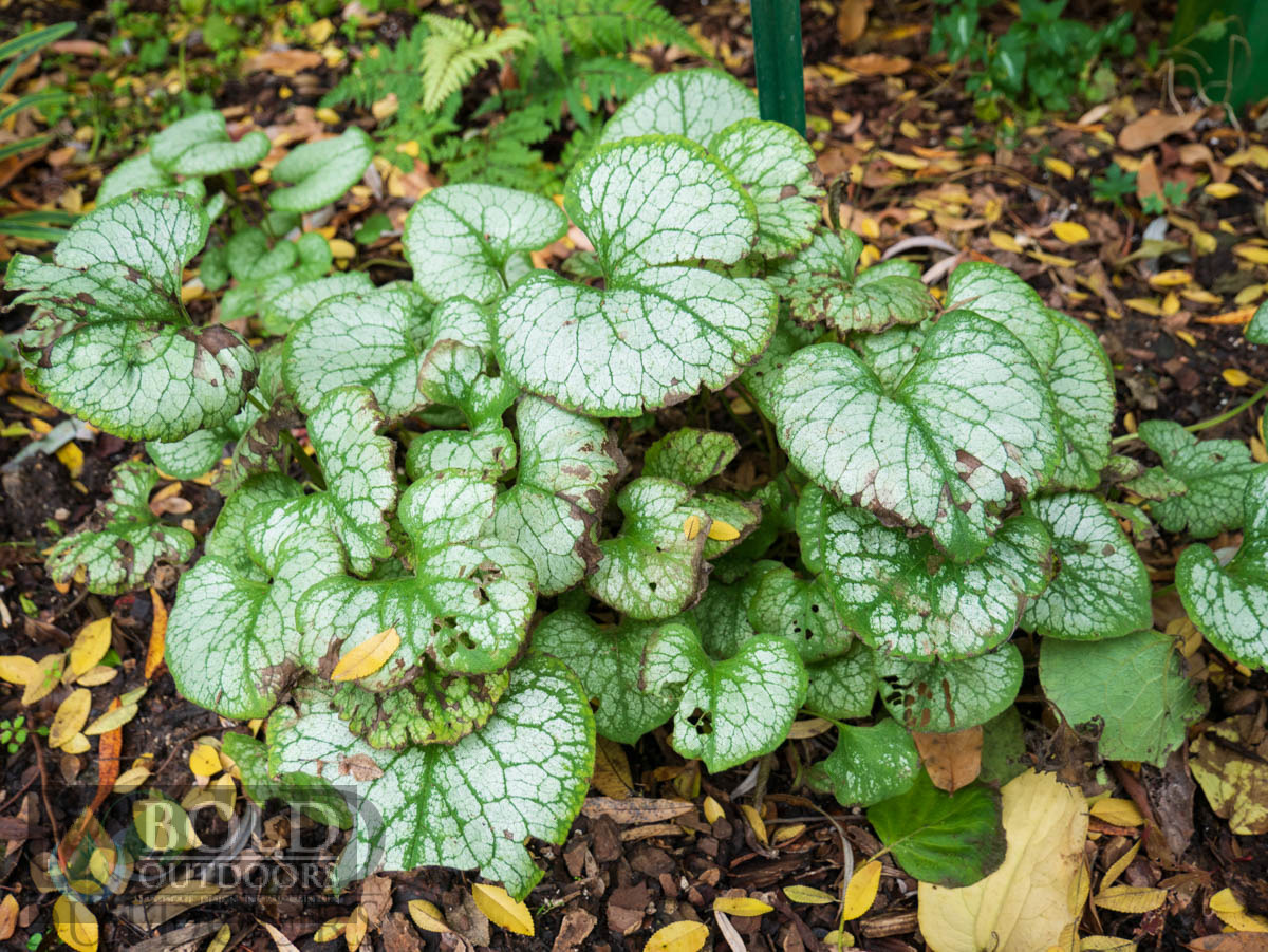 Jack Frost Siberian Bugloss