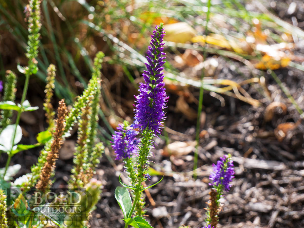 Royal Rembrandt Veronica