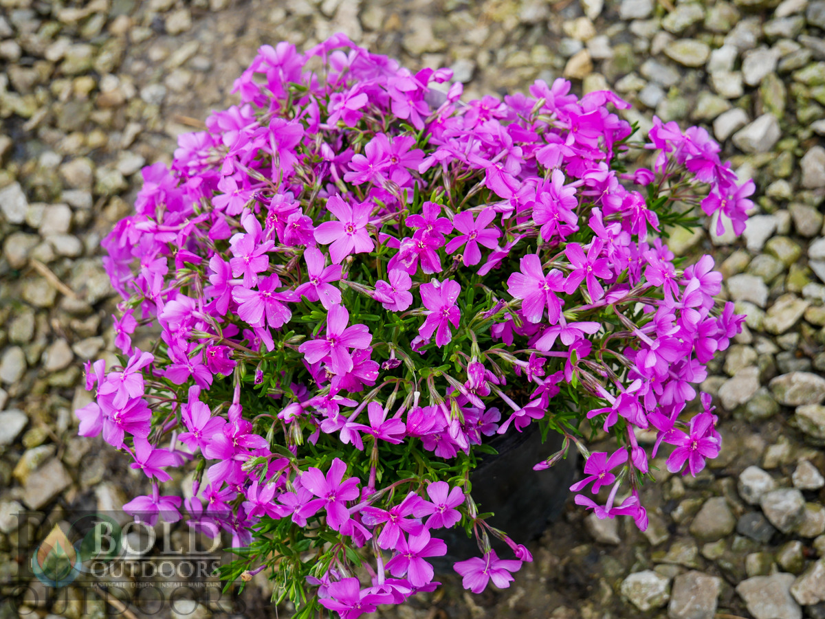 Emerald Pink Creeping Phlox