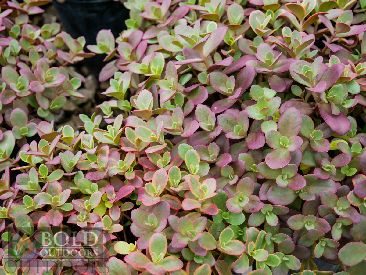 SUNSPARKLER® Wildfire Sedum