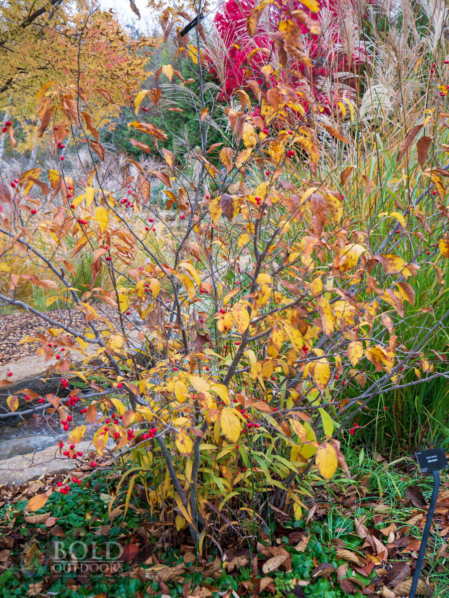 Spicebush