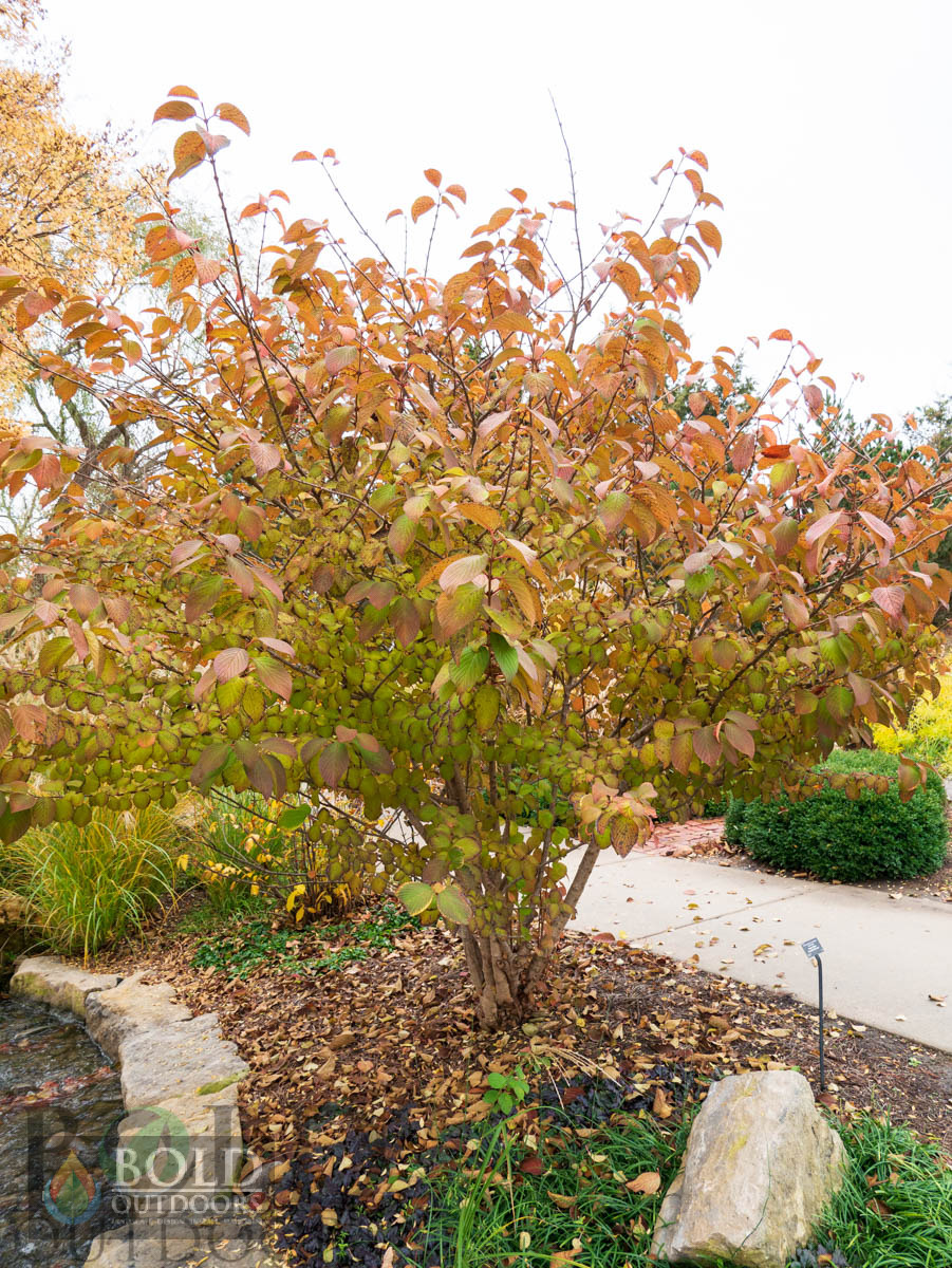 Copper Ridges Doublefile Viburnum