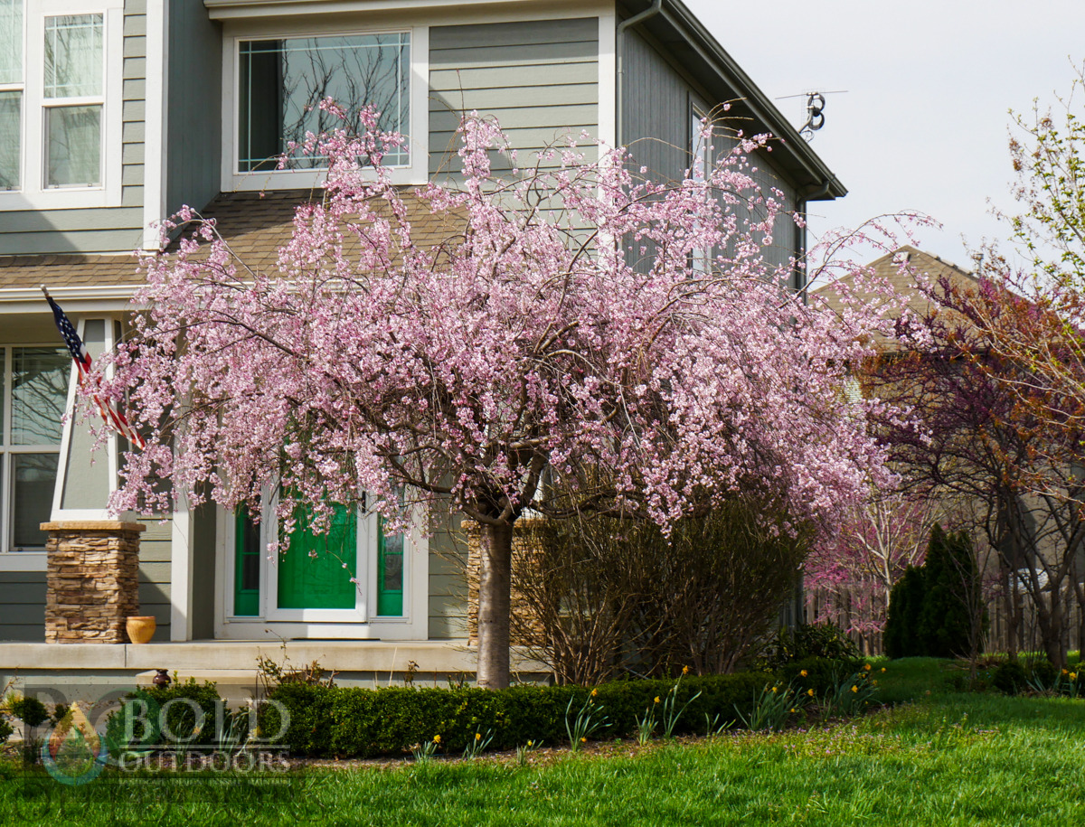 Pink Snow Showers Weeping Cherry