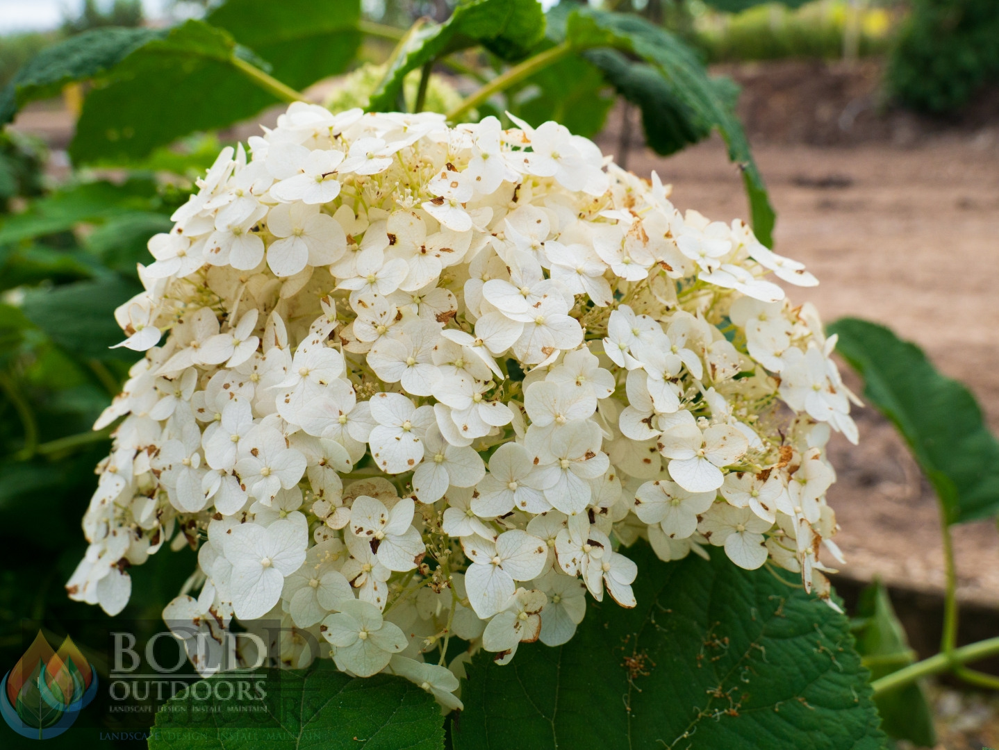 Incrediball® Hydrangea