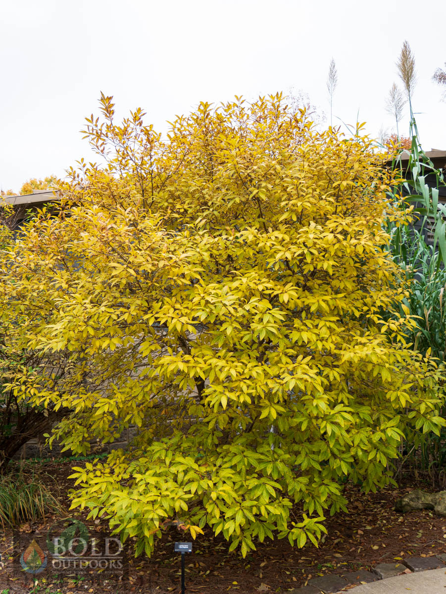 White Fringetree
