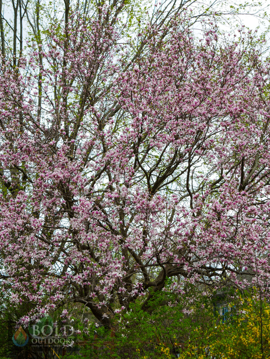 Saucer Magnolia