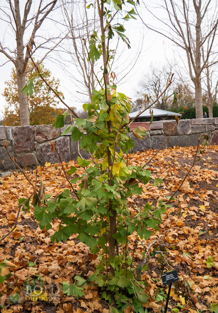 Robbie's Twist Ginkgo