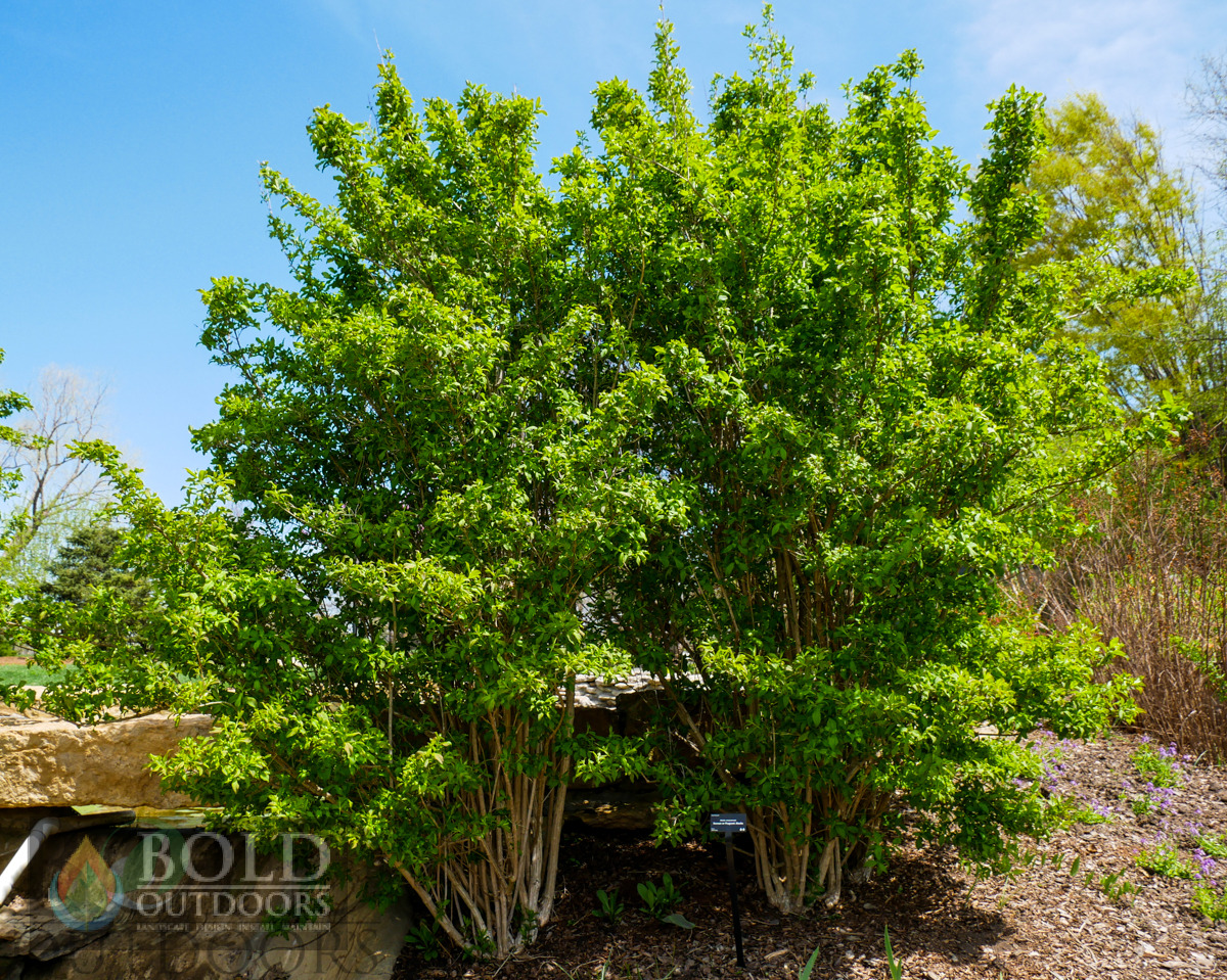 Korean Abelia