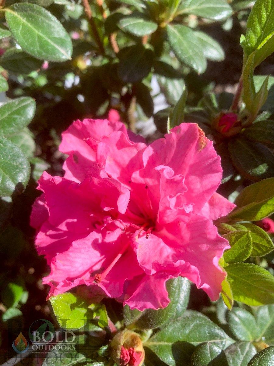 Bloom-A-Thon Pink Double Reblooming Azalea