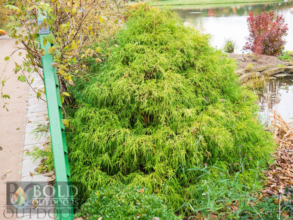 Sungold False Cypress