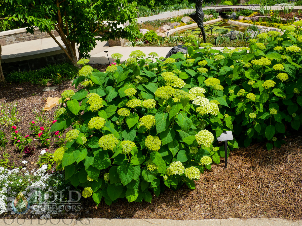 Annabelle Hydrangea