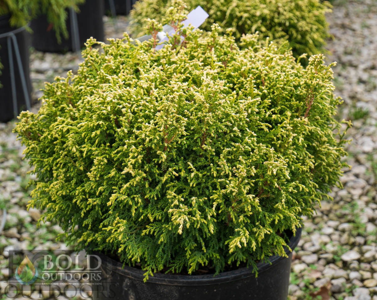 Cream Ball False Cypress