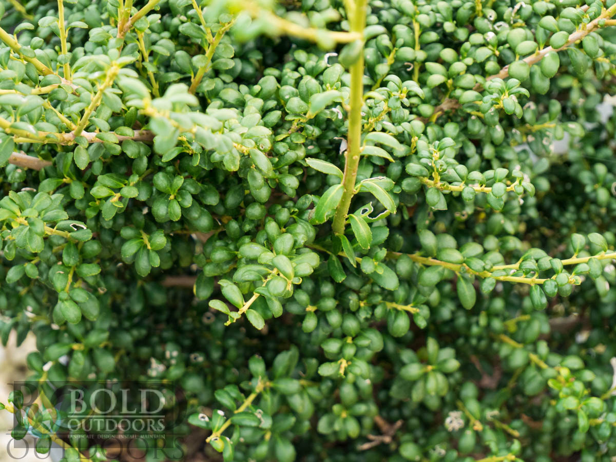 Geisha Holly