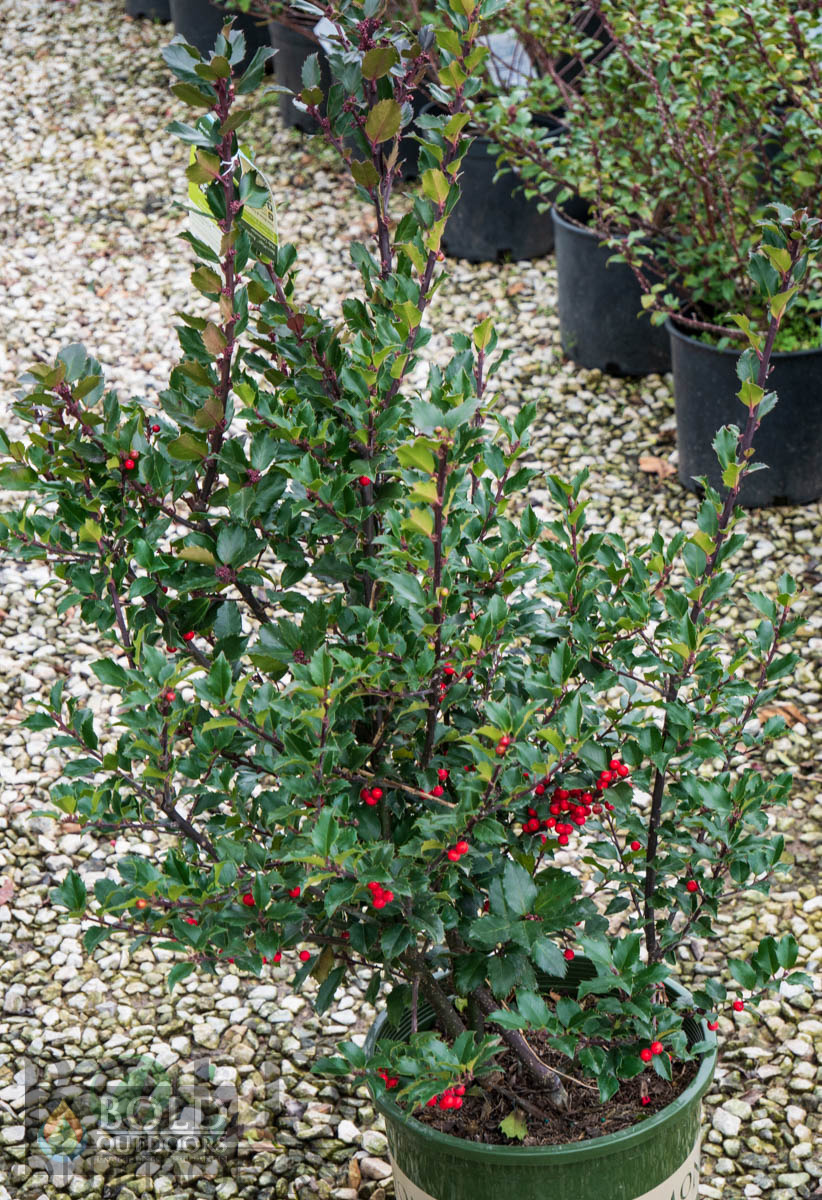 Berri-Magic Kids' Holly