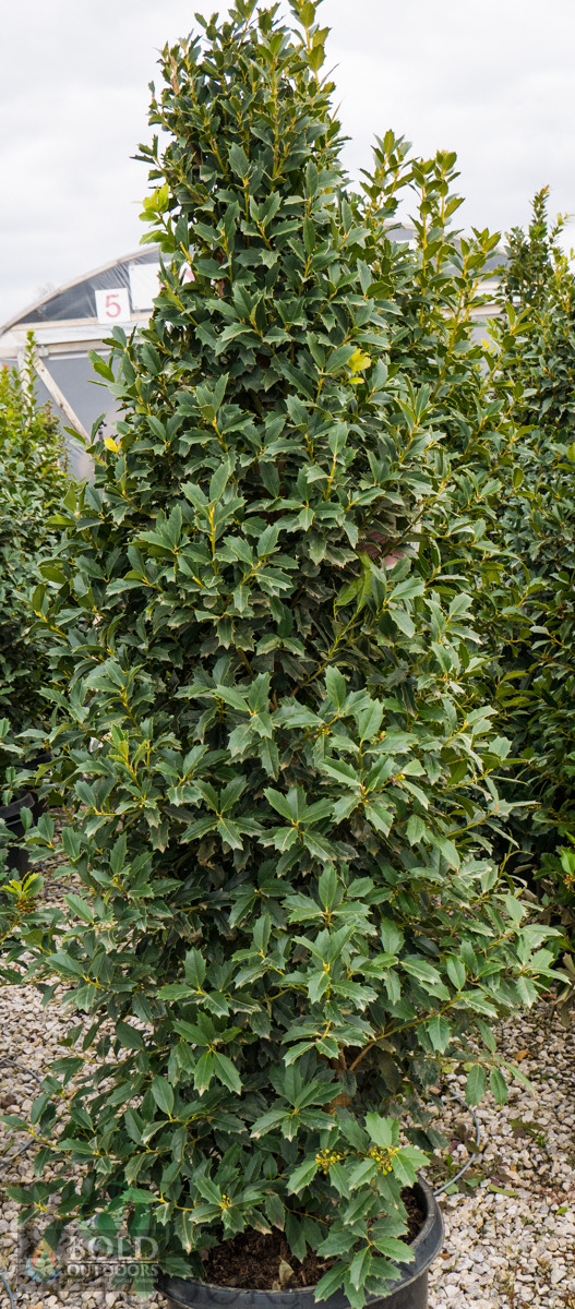 Oakland Holly