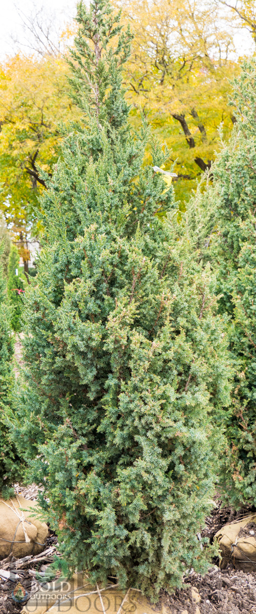 Star Power Juniper