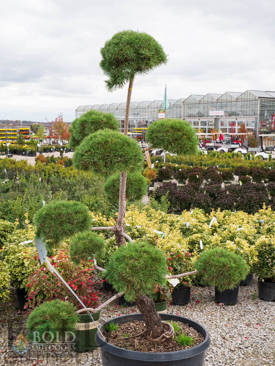 Pom Pom Scotch Pine