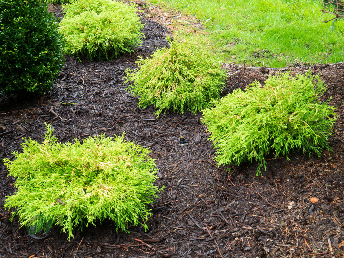 Golden Mop False Cypress - Bold Outdoors | Olathe Ks Gardner Ks Plantings Gold Mop Cypress