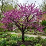 Forest Pansy Redbud